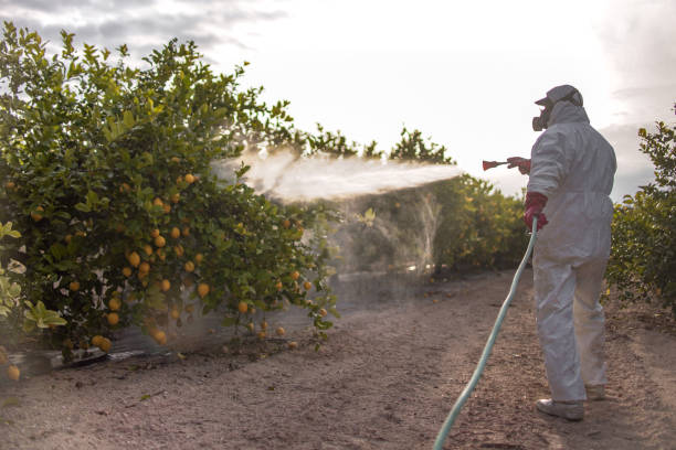 Best Pest Control Near Me in Chauvin, LA