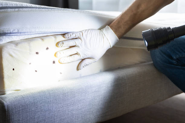 Best Pest Control Near Me  in Chauvin, LA