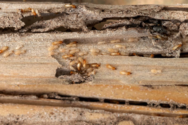 Best Pest Inspection Near Me  in Chauvin, LA